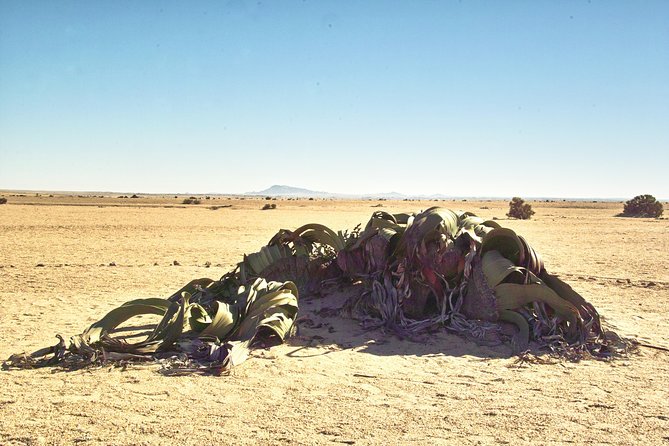 Shore Excursion - Flamingos ,Dune7,Welwitschia, Moonlandscape,Oasis,Swakopmund. - Flamingos Viewing