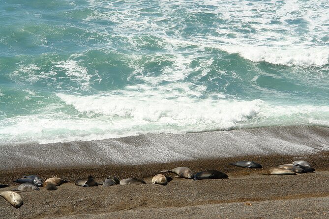 Shore Excursion Peninsula Valdes/Punta Tombo - Minibus Madryn - Booking and Cancellation Policy