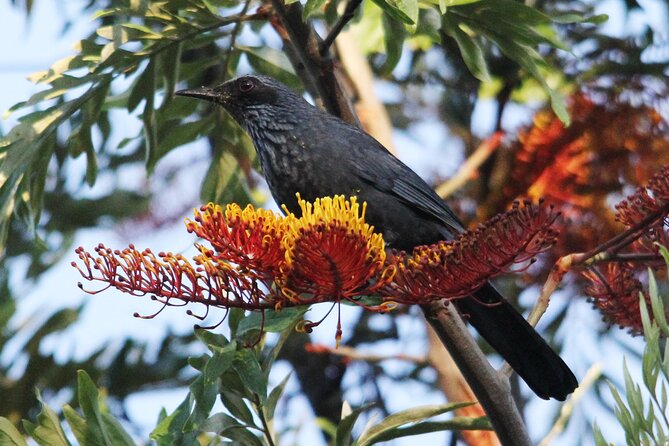 SIERRA Madre Highland Bird and Tuito - Included Amenities and Experiences