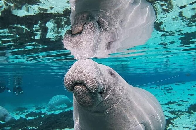 Silver Springs Manatee Kayak Tour - Inclusions and Essentials