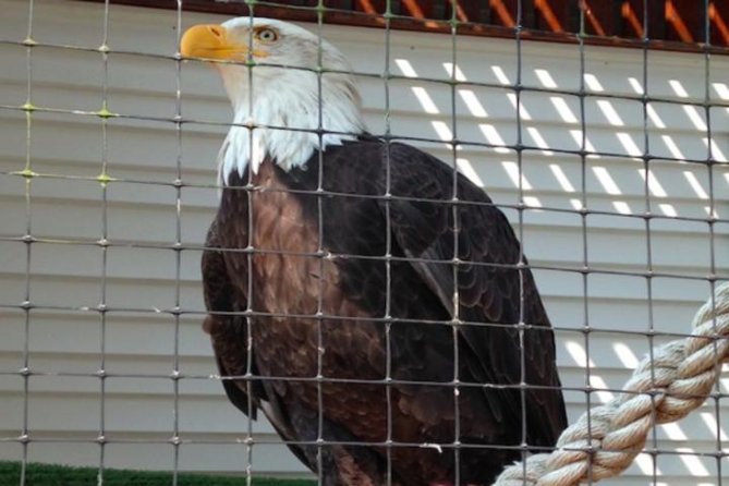 Sitka Shore Excursion: Bears, Raptor Center, & Totem Park Tour (Small Group) - Booking and Confirmation