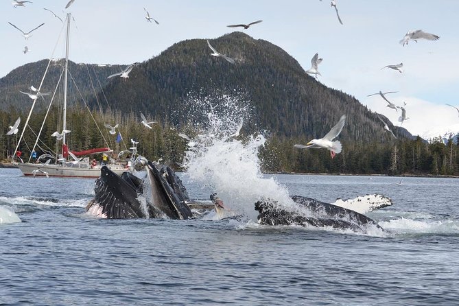 Sitka Shore Excursion: Whale-Watching and Marine Life Tour - Meeting and Safety Information