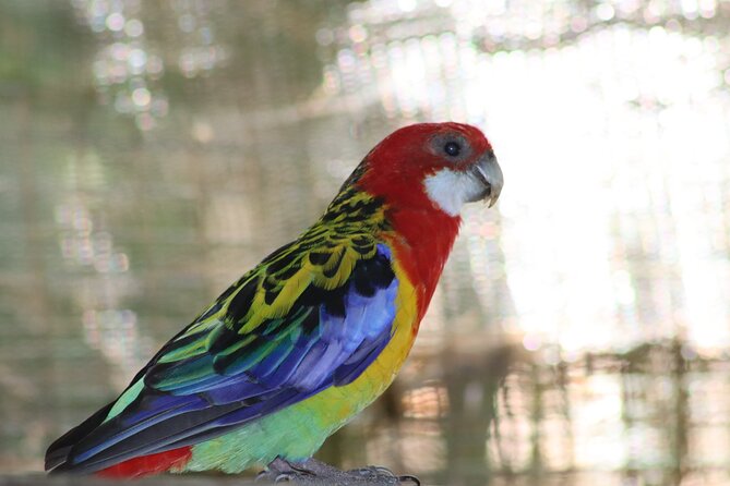 Skip the Line: Birds of Eden Admission Ticket - Accessibility Features