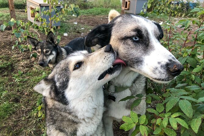 Sled Dog Kennel Tour - Tour Activities
