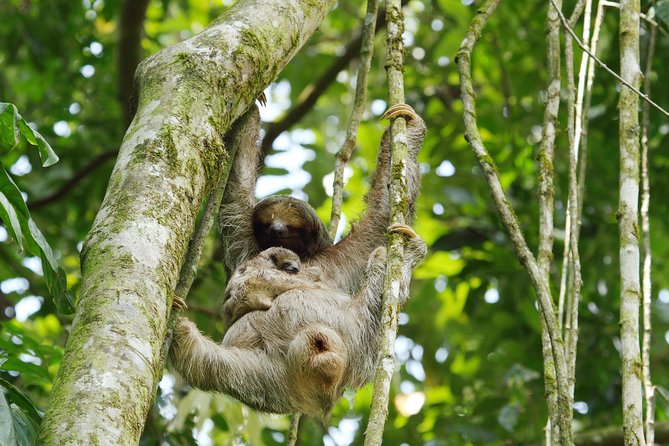 Sloth Sanctuary + Rafting Class II & III Combo - Meeting and Pickup Details