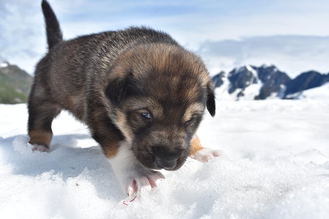 Small-Group Dog Sledding Experience in Sterling - Whats Included in the Tour
