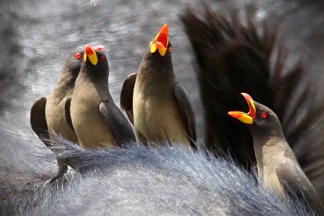 Small-Group Full-Day Safari Tour in Kruger National Park - Included Amenities and Stops