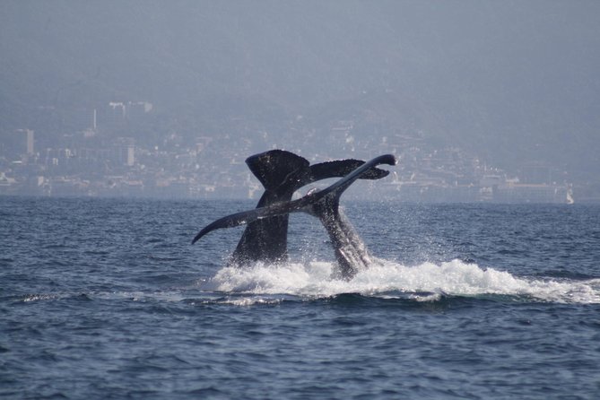 Small-Group Half-Day Whale-Watching Tour in Puerto Vallarta - Accessibility and Additional Information