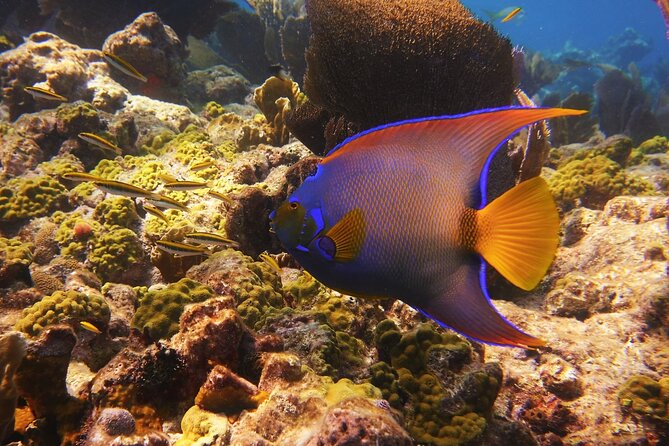 Small Group Key West Snorkel Adventure - Customer Reviews