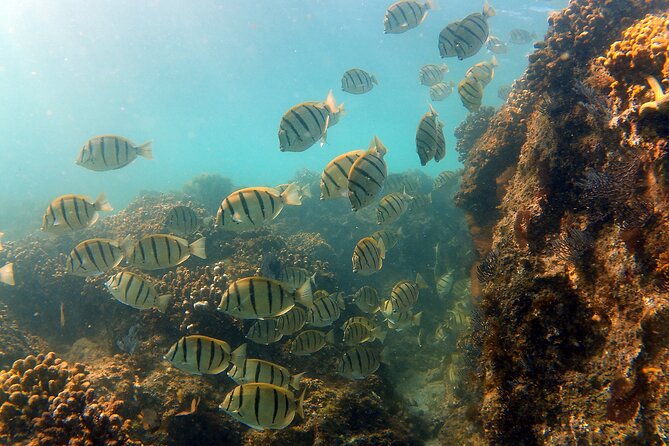 Small-Group Snorkel Adventure in San Jose Del Cabo - Guest Experiences