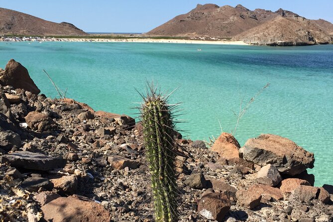 Small Group Snorkeling and Swim With Whale Sharks & Sea Lions in La Paz - Meeting Point and Logistics