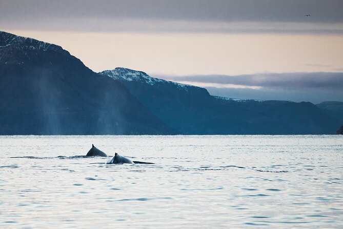 Small Group Whale Watching by RIB - Accessibility and Recommendations