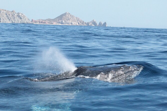 Small-Group Whale Watching Zodiac Boat Cruise in Cabo San Lucas - Small-Group Whale Watching Experience
