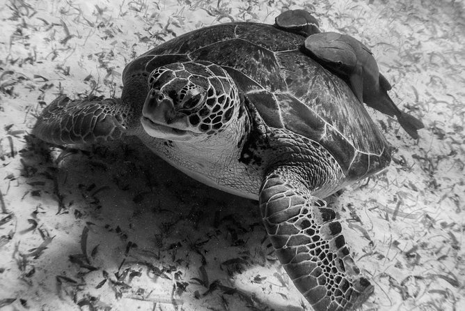 Snorkel Boat Tour in Search of Turtles - Gear and Equipment