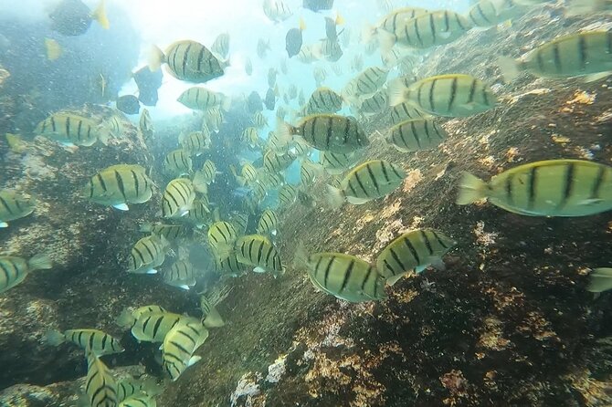 Snorkel Privately in Cabo San Lucas - Health and Safety Information