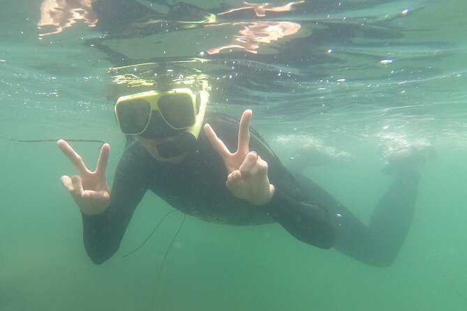 Snorkel San Diegos Mission Bay With a Marine Biologist - Booking Your Adventure