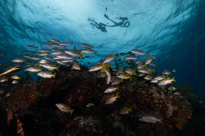 Snorkel Tour at Musa and Manchones Reef - Additional Information