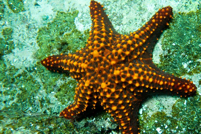 Snorkel Tour - San Jose Del Cabo - Certified Scuba Diving Instructor