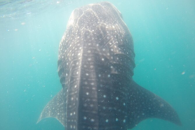 Snorkel Tour With Whale Shark in La Paz - Customer Experiences and Ratings