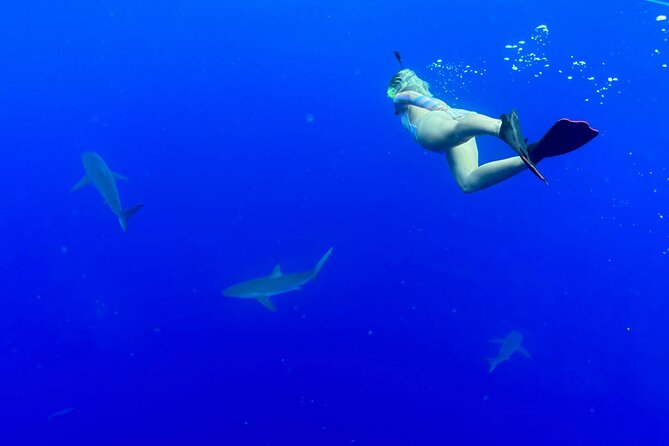 Snorkel With Sharks on the North Shore of Oahu - Whats Included