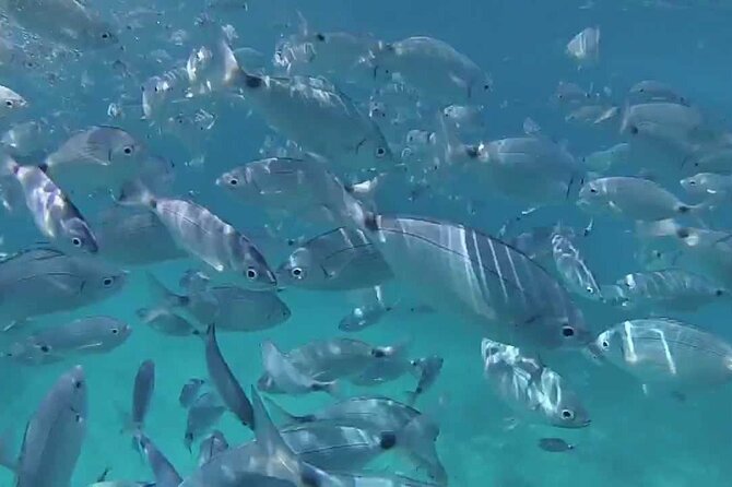Snorkeling Boat Excursion to Caprera and Maddalena Archipelago - Participant Requirements and Restrictions