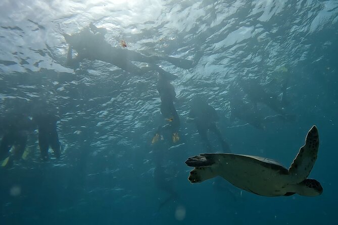 Snorkeling Experience in Santa Maria Bay by Boat - Accessibility and Participation