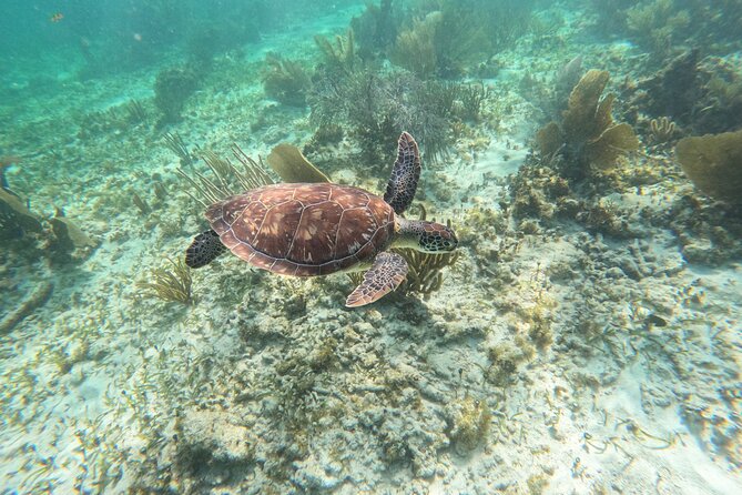 Snorkeling Guided Activity in Puerto Morelos Mexico - Snorkeling Highlights
