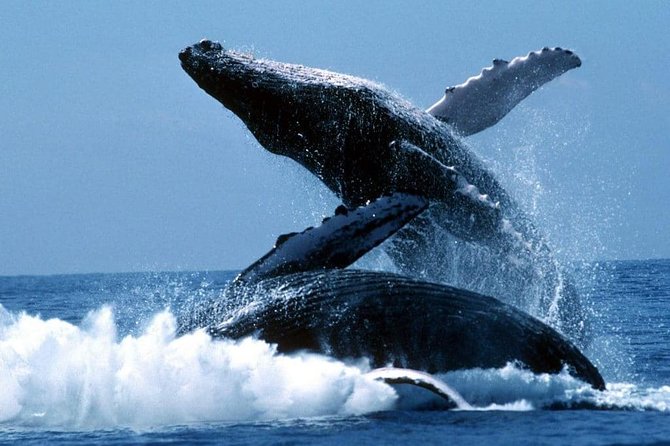 Snorkeling Tour and Whales Watching - Machalilla National Park - Reviews and Ratings