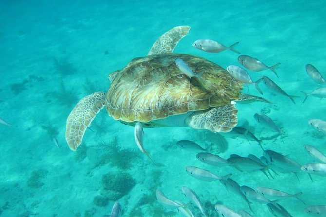 Snorkeling Tour (with Light Refreshments) - Inclusions