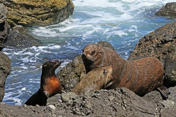 Snorkeling With Seals and Cape Peninsula Full-Day Private Tour - Booking Process