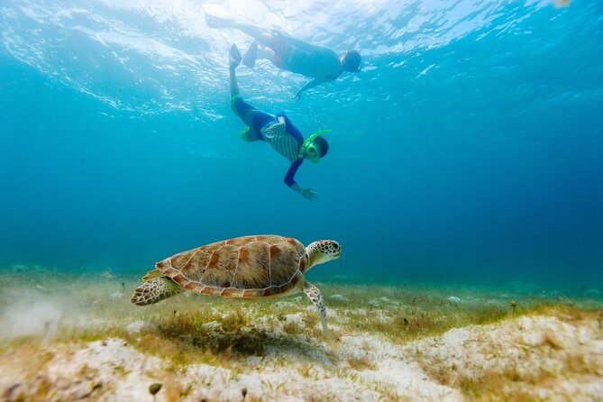Snorkeling With Turtles and Cenotes - What to Expect