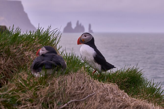 South Coast Private Tour Iceland - Accessibility