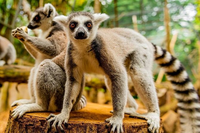 Southern Tales: Full-Day Incl Crocodile Park & 23 Colored Earth - Colorful Vallée Des Couleurs