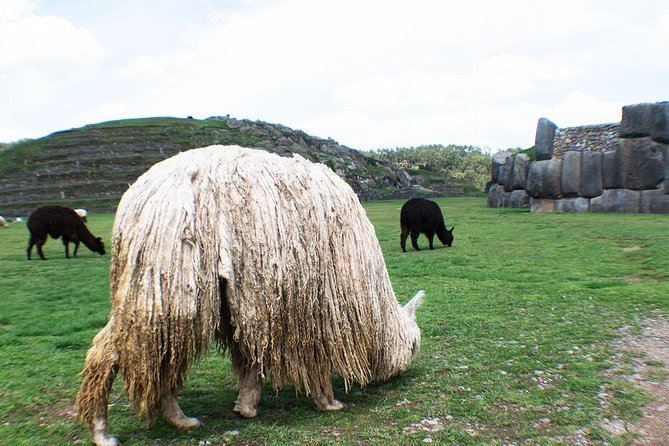 Special - Cusco City Tour - Private Experience - Accessibility and Participation