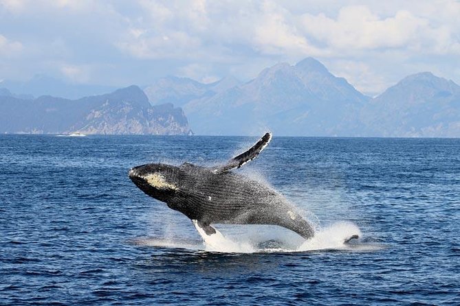 Spring Resurrection Bay Tour - Company History