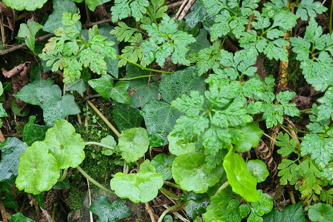 Spring Tonic Foraging Tour - Additional Information