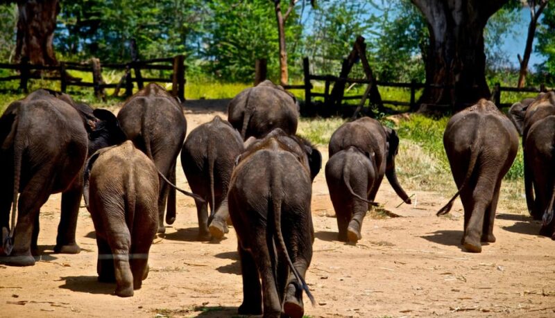 Sri Lanka: 4-day Tour Wildlife and Beach - Itinerary Highlights