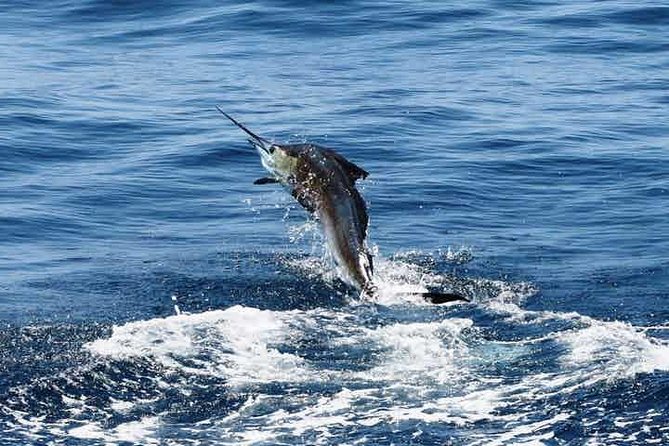 St. Lucia Deep Sea Fishing - Exploring Marine Life Beyond Fishing