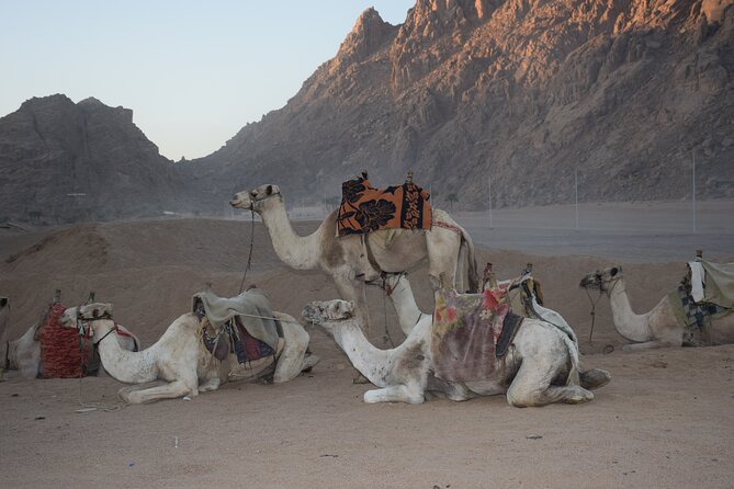 Star Gazing Safari Tour by ATV Quad, Bedouin Dinner, Telescope - Sharm El Sheikh - Inclusions and Logistics of the Tour
