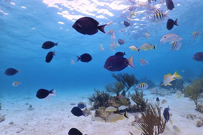 Stingray City and Barrier Reef Snorkel - Customer Feedback