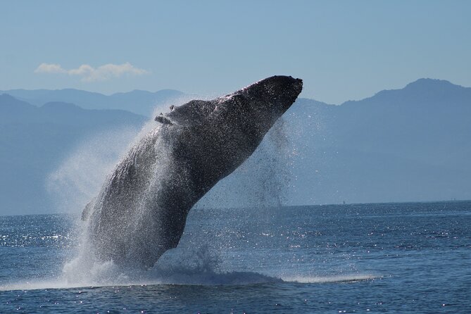 Sunsets and Whales Mega Yachts ALL INCLUSIVE - Guest Experience and Feedback