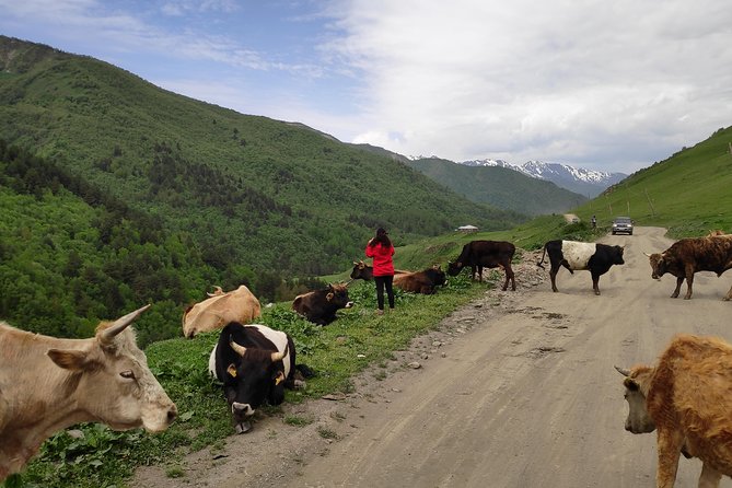 Svaneti - Mestia, Ushguli - 3 Nights of Wonder - Accommodation and Meals