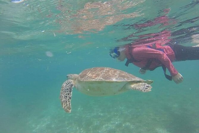 Swim With Akumal Turtles - Tour Experience and Reviews