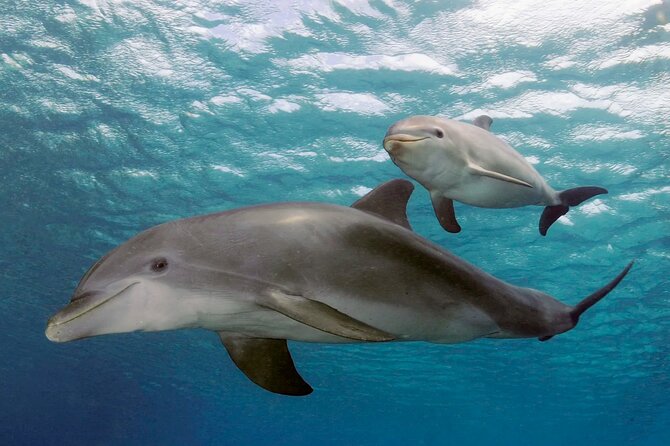 Swimming With Dolphins in Sharm El Shaikh - Frequently Asked Questions