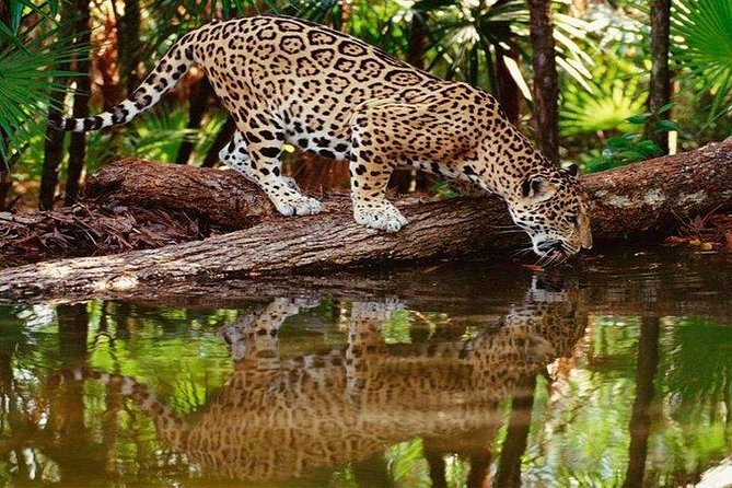 Tambopata (Puerto Maldonado) 4 Days - Guided Jungle Walks and Encounters