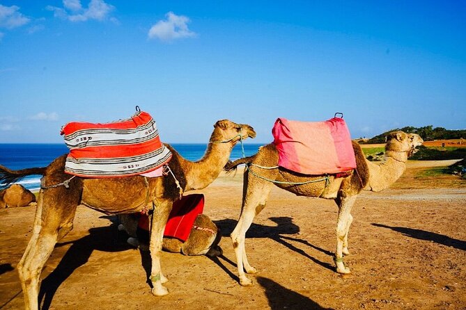 Tangier'S Sightseeing Daytour - Transportation and Comfort