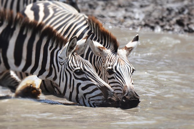 Tanzania Experience Safari and Tours - Traveler Requirements