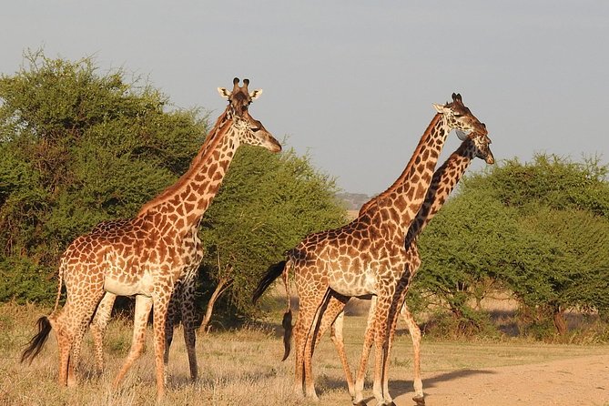 Tarangire Day Trip From Arusha - Pickup and Drop-off Arrangements