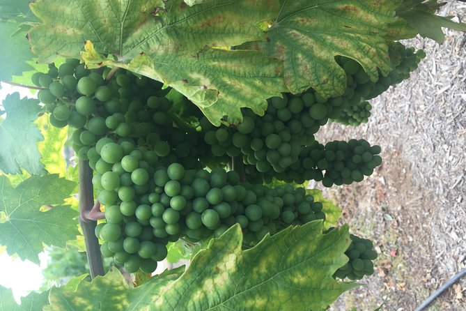 Temecula Wine Tasting Tour - Transportation and Pickup Details