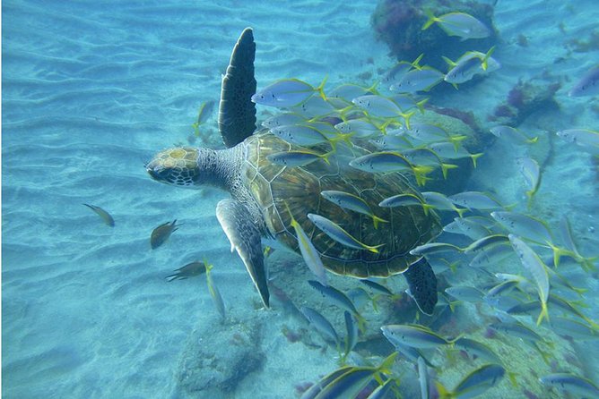 Tenerife Turtle and Snorkel Tour From Costa Adeje - Response From the Tour Company